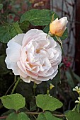 ROSA, SWEET JULIET