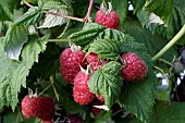 RASPBERRY, MALLING JEWEL