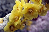 VERBASCUM THAPSUS,  GREAT MULLEIN