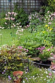 AQUILEGIA, POLYGONUM BISTORTA SUPERBUM AND LYSIMACHIA FIRECRACKER IN MIXED BORDER