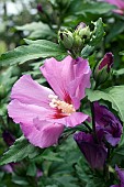 HIBISCUS SYRIACUS, BLUE BIRD