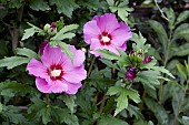 HIBISCUS SYRIACUS, BLUE BIRD