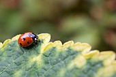 SEVEN-SPOT LADYBIRD, COCCINELLA 7-PUNCTATA