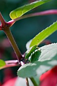 GREEN SHIELD BUG, PALOMENA PRASINA ON FUCHSIA, MRS POPPLE