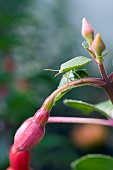 GREEN SHIELD BUG, PALOMENA PRASINA ON FUCHSIA, MRS POPPLE