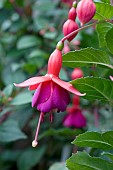 FUCHSIA MRS POPPLE