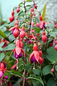 FUCHSIA MRS POPPLE