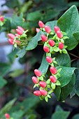 HYPERICUM