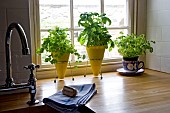 HERBS IN THE KITCHEN, CORIANDER, BASIL, PARSLEY