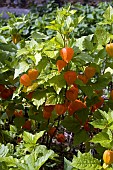 PHYSALIS ALKEKENGI, GROUND CHERRY