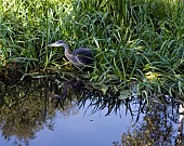 ARDEA CINEREA, HERON