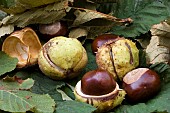 AESCULUS HIPPOCASTANUM, HORSE CHESTNUT, CONKERS