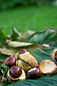 AESCULUS HIPPOCASTANUM, (HORSE CHESTNUT), CONKERS