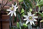 PASSIFLORA CAERULEA, PASSION FLOWER