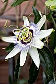 PASSIFLORA CAERULEA, PASSION FLOWER