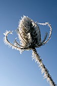 DIPSACUS FULLONUM, WILD TEASEL, FROST