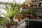 GREENHOUSE IN WINTER