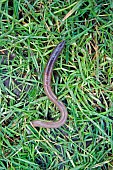 COMMON EARTHWORM, LUMBRICUS TERRESTRIS