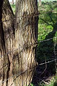 BARBED WIRE THROUGH TREE TRUNK