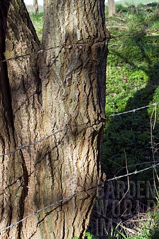 BARBED_WIRE_THROUGH_TREE_TRUNK