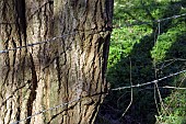 BARBED WIRE THROUGH TREE TRUNK