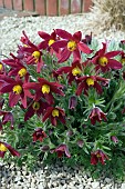 PULSATILLA, RUBRA, IN SCREE GARDEN