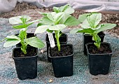 BROAD BEAN, GIANT EXHIBITION LONGPOD, YOUNG PLANTS