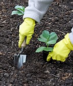 BROAD BEAN, GIANT EXHIBITION LONGPOD, PLANTING OUT IN MARCH