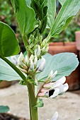 BROAD BEAN, GIANT EXHIBITION LONGPOD, APRIL