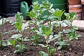 BROAD BEAN, GIANT EXHIBITION LONGPOD, GROWING, APRIL