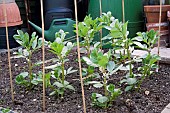 BROAD BEAN, GIANT EXHIBITION LONGPOD, GROWING WITH SUPPORT, APRIL
