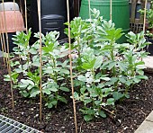 BROAD BEAN, GIANT EXHIBITION LONGPOD, GROWING WITH SUPPORT, MAY