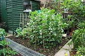 BROAD BEAN, GIANT EXHIBITION LONGPOD, GROWING WITH SUPPORT IN MAY