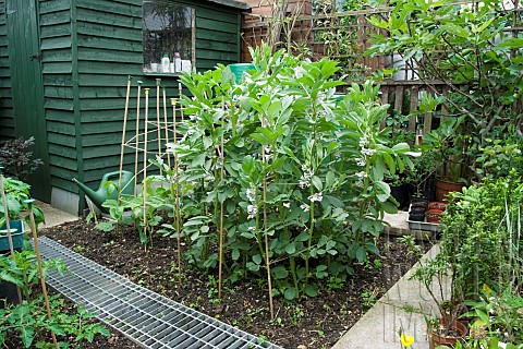 BROAD_BEAN_GIANT_EXHIBITION_LONGPOD_GROWING_WITH_SUPPORT_IN_MAY
