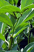 BROAD BEAN, GIANT EXHIBITION LONGPOD, BLACKFLY IN JUNE