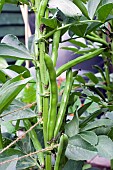 BROAD BEAN, GIANT EXHIBITION LONGPOD, PODS IN JUNE