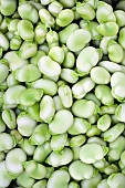 BROAD BEAN, GIANT EXHIBITION LONGPOD, SHELLED, 25TH JUNE