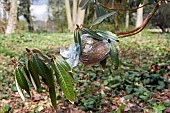 AIR LAYERING A SHRUB, RHODODENDRON