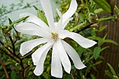 MAGNOLIA, STELLATA