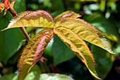 ROSA, SWEET JULIET, NEW LEAVES