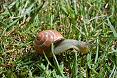 DARK-LIPPED BANDED SNAIL, CEPAEA NEMORALIS