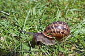 GARDEN SNAIL; HELIX ASPERSA