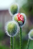 PAPAVER, FIREBALL, BUD