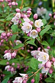 DEUTZIA, ROSEA