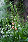 VERBASCUM, HYBRIDUM, SOUTHERN CHARM