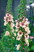 VERBASCUM, HYBRIDUM SOUTHERN CHARM