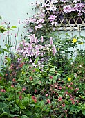 CLEMATIS, NELLY MOSER,POLYGONUM BISTORTA SUPERBUM, GEUM, RIVALE (WATER AVENS)