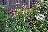 MIXED BORDER. VERBASCUM, HYBRIDUM, SOUTHERN CHARM