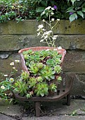 SEMPERVIVUM, HOUSELEEK, IN FLOWER, STANDING ON OLD FIRE GRATE