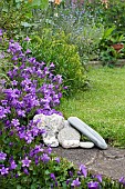 CAMPANULA IN BORDER